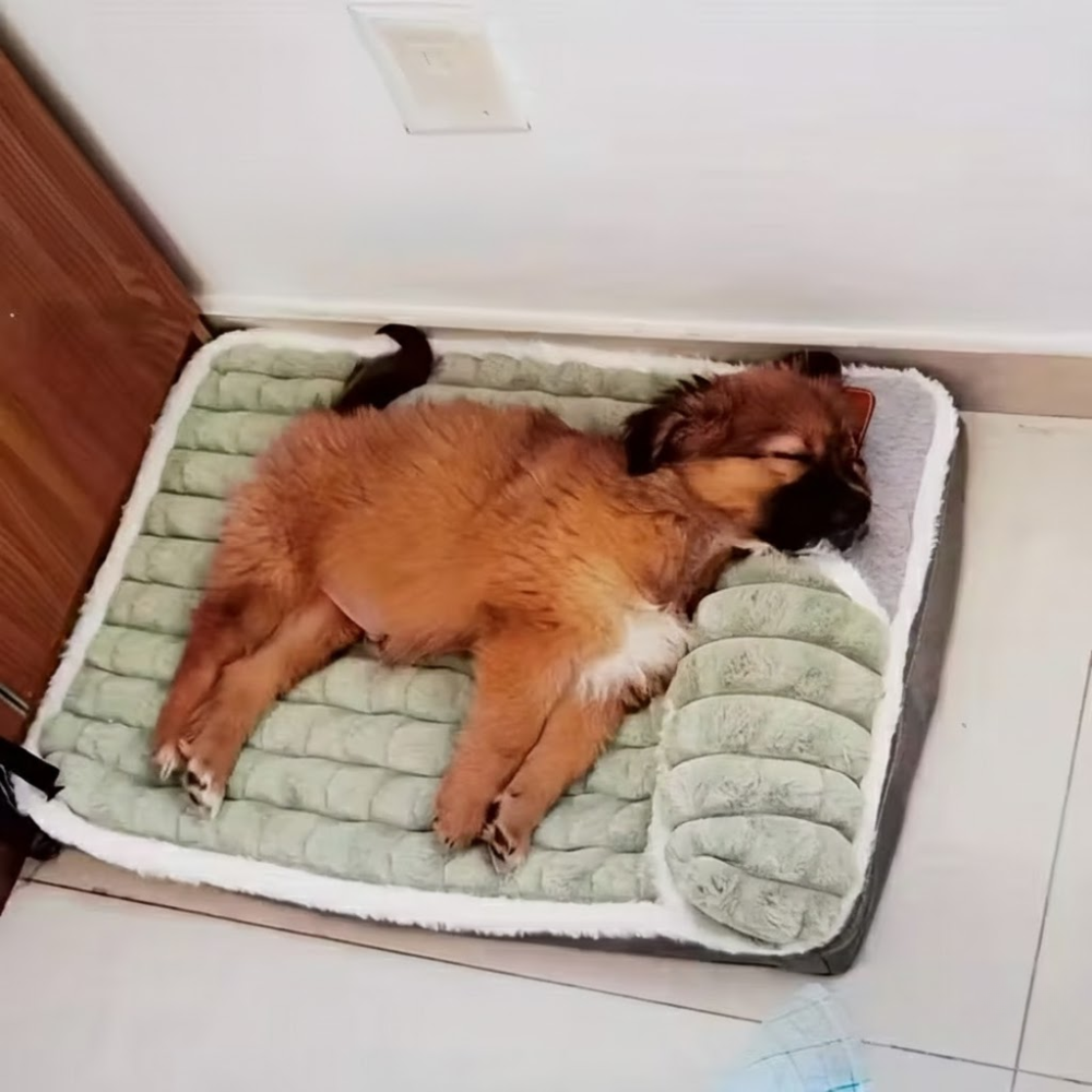 Washable Dog Bed With Winter Padding – Ultra Comfort